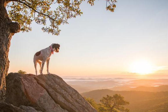 Photo of a dog standing on a rock outcrop, looking over the Shenandoah Valley while the sun sets in the distance. Experience moments like these when you book one of our pet friendly vacation rentals in Virginia.